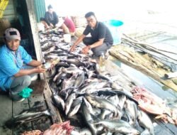 Diduga Limbah, Puluhan Ton Ikan Patin Keramba di Muara Ohong Mati Mendadak