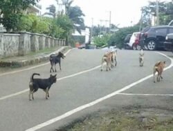 Hindari Anjing, Warga Benangaq Tewas. Bila Anjingnya Mati Malah Didenda Rp 2 Juta