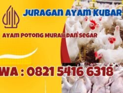 Jurangan Ayam Kubar, Jual Ayam Potong Hanya Rp 25 Ribu per Kg