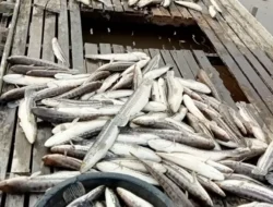 Ribuan Ikan Toman dan Haruan Mati, Ini Indikasi Penyebabnya