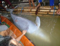 Maskot Kaltim Terancam, “Pesut Mahakam” Bakal Hilang