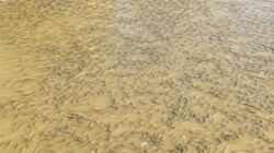 Jutaan Ikan Pengapung, Bakal “Bau Busuk” Nodai Udara di Beloan
