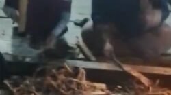 Menanti Hujan Lewat Tradisi Menuba, Kearifan Warga Pering Talik Menyambut Musim Tanam