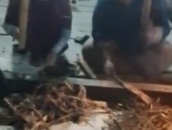 Menanti Hujan Lewat Tradisi Menuba, Kearifan Warga Pering Talik Menyambut Musim Tanam