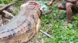 Mencari Ikan di Muara Sungai Telaus, Warga Lakan Bilem Diserang Buaya 3 Meter