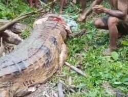 Mencari Ikan di Muara Sungai Telaus, Warga Lakan Bilem Diserang Buaya 3 Meter