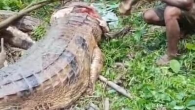 Mencari Ikan di Muara Sungai Telaus, Warga Lakan Bilem Diserang Buaya 3 Meter