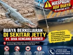 Buaya Berkeliaran di Sekitar Jetty Tambang, Warga Kedang Pahu Diminta Waspada