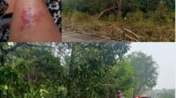 Gotong Royong Tebang Kayu Rengas buka Jaringan PLN, Sejumlah Pekerja di Beloan Alami Gatal