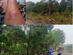 Gotong Royong Tebang Kayu Rengas buka Jaringan PLN, Sejumlah Pekerja di Beloan Alami Gatal