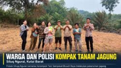 Kemarau, Malah Tumbuh Jagung di Tanah 3 Hektar di Siluq Ngurai