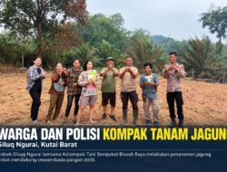 Kemarau, Malah Tumbuh Jagung di Tanah 3 Hektar di Siluq Ngurai